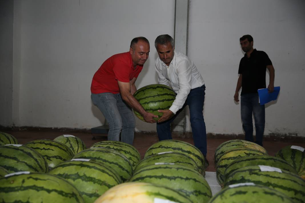 Diyarbakır karpuzunun sırrı ortaya çıktı 1